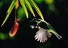 Flying Bird