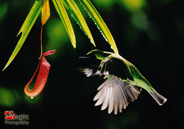 Flying Bird