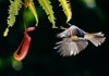 Flying Bird