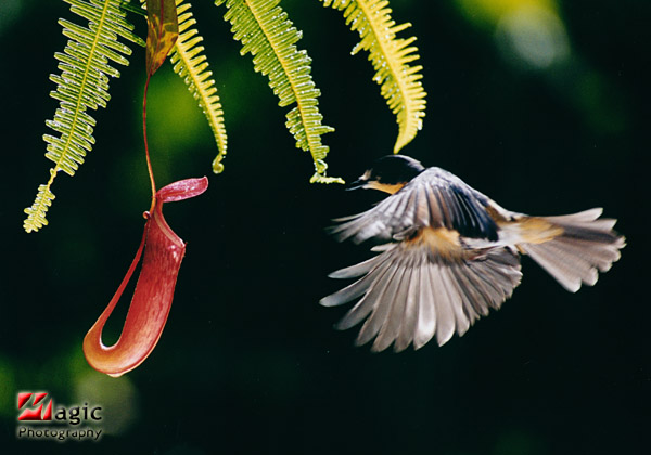 Flying Bird