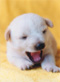 Lil' Cute Doggie