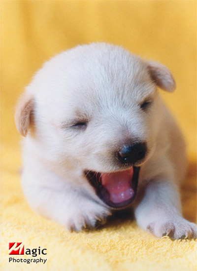 Lil' Cute Doggie