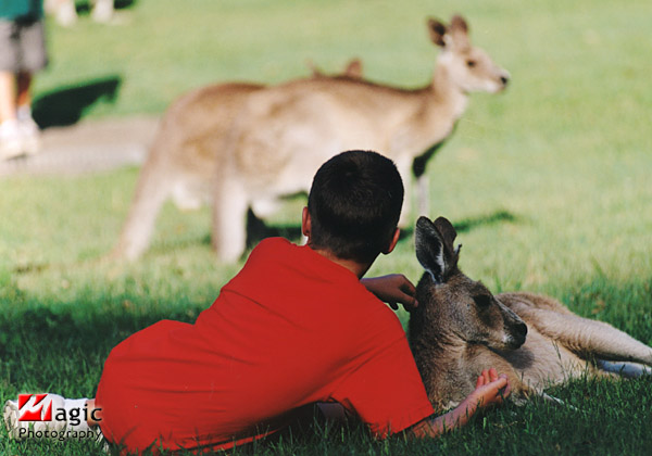 Resting with the Kangaroo