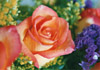 Lovely Rose